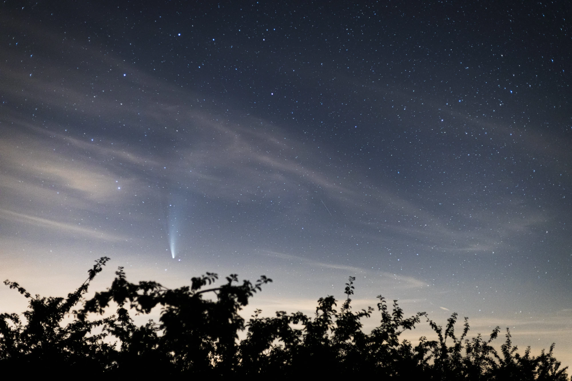 Entre branches et comète